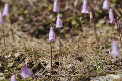 Soldanella