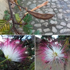 Calliandra pittieri