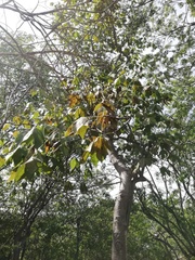 Gyrocarpus jatrophifolius