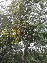 Gyrocarpus jatrophifolius