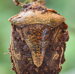 Ophiocordyceps nutans