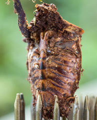 Ophiocordyceps nutans