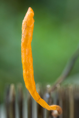 Ophiocordyceps nutans