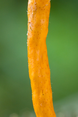 Ophiocordyceps nutans