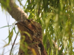 Nyctibius jamaicensis