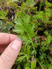 Artemisia norvegica
