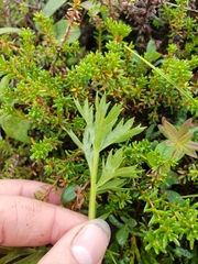 Artemisia norvegica
