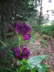 Gentiana pannonica