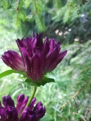 Gentiana pannonica