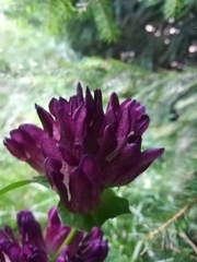 Gentiana pannonica