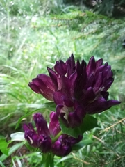 Gentiana pannonica