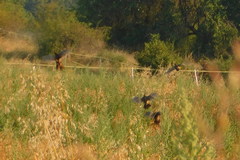Perdix perdix