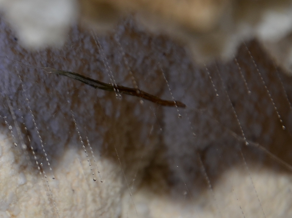 Arachnocampinae