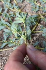 Euphorbia incerta