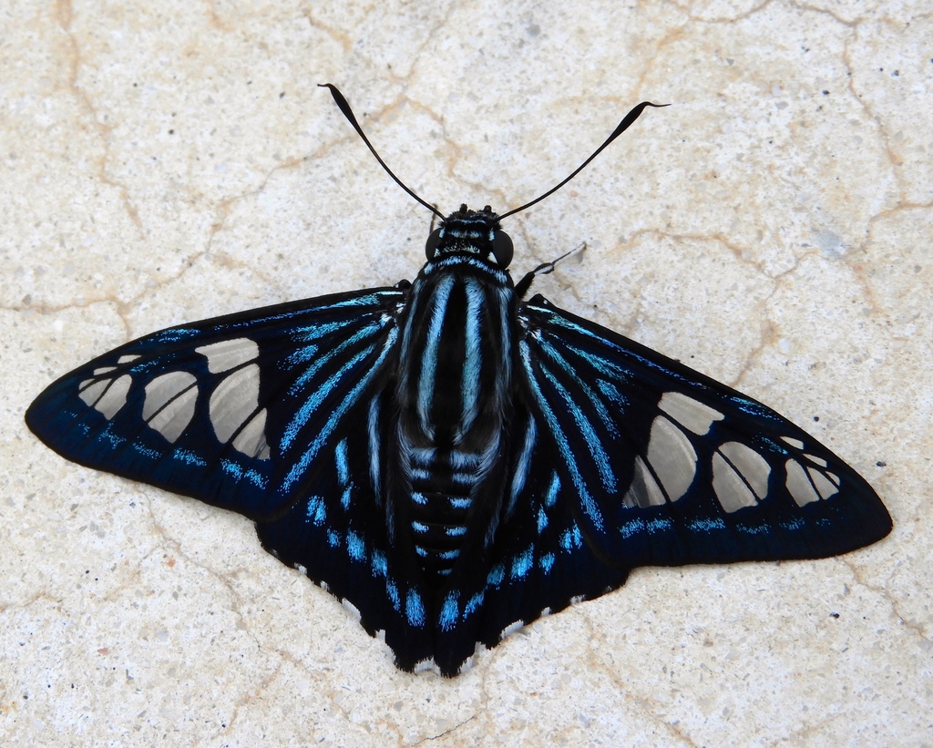 Belus Skipper