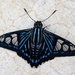 Phocides - Photo (c) Francisco Farriols Sarabia, some rights reserved (CC BY), uploaded by Francisco Farriols Sarabia