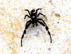 Dendryphantes zygoballoides