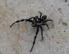 Dendryphantes zygoballoides