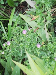 Symphyotrichum novi-belgii