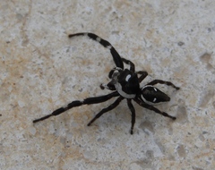 Dendryphantes zygoballoides