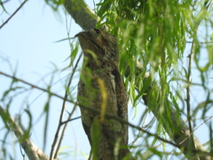 Nyctibius jamaicensis