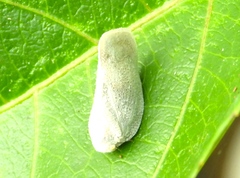 Metcalfa