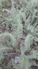 Achillea millefolium