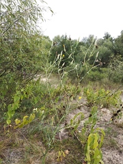 Tragopogon ucrainicus