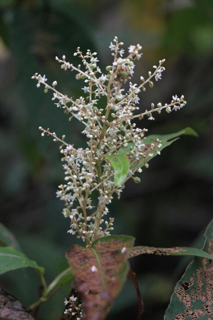 Koenigia mollis; photograph Ramnarayan K, CC BY, iNaturalist via GBIF