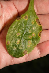 Ramularia lychnidicola