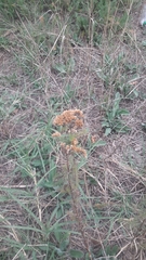 Achillea millefolium