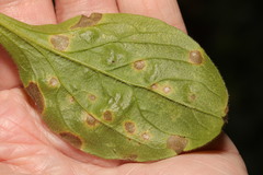 Ramularia lychnidicola