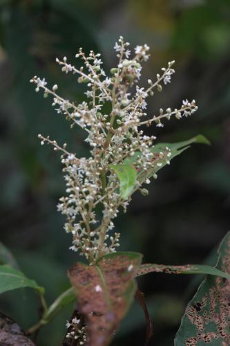 Koenigia mollis, photograph 5
