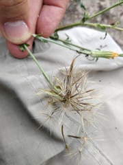 Tragopogon ucrainicus