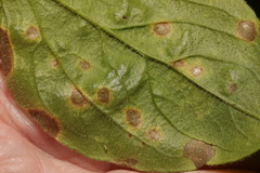 Ramularia lychnidicola