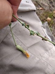 Tragopogon ucrainicus