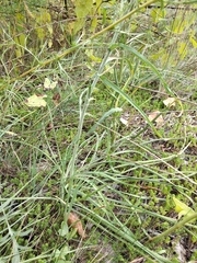 Tragopogon ucrainicus