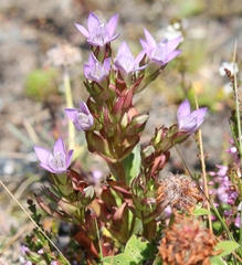 Gentianella rhaetica