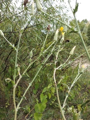 Tragopogon ucrainicus