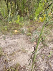 Tragopogon ucrainicus
