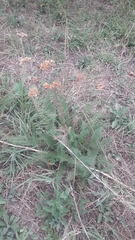 Achillea millefolium