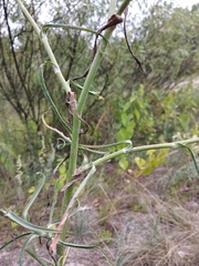 Tragopogon ucrainicus