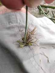 Tragopogon ucrainicus