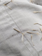 Tragopogon ucrainicus