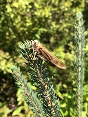 Entomophaga grylli