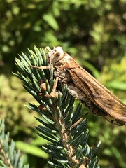 Entomophaga grylli