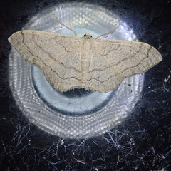 Idaea aversata