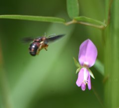 Anthidiellum perplexum