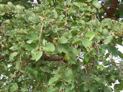 Piliostigma reticulatum