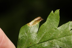 Phyllonorycter oxyacanthae